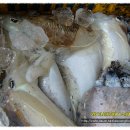 5월8일. 무안뻘낙지, 중국산 생물홍어,갑오징어, 활참농어, 활참돔, 小가오리 이미지