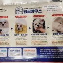 댕글하우스 이미지