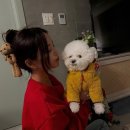 티아라 펫 이미지