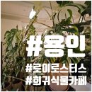 로이로스터스(LOYH ROASTERS) | [용인] 로이로스터스 몬스테라알보천국 희귀식물카페 식집사선물 맛있는커피 내돈내산 6살과여행