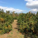 다민농장 | 제주도 귤밭체험 귤밭76번지 이용금액/이용후기