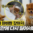 야로동물병원 이미지