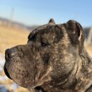 도그펠리스 이미지