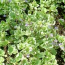 세계명견 감곡켄넬 이미지