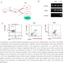 간세포암종의 새로운 치료 : Systemic therapy 이미지