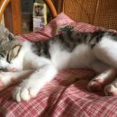 한마음펫 이미지