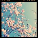 비블라썸(BE BLOSSOM) 네이버블로그