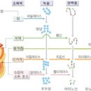 발효효소 소화 효소 효소먹으면 좋은점 효소의기능 소화효소제 이미지