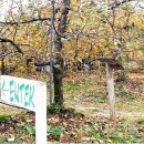 지혜의 사과 이미지