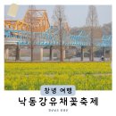 씨유 창녕남지유채점 | 경남4월축제 2026 창녕 남지유채꽃축제 정보 주차꿀팁 실시간 개화