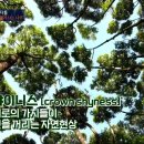 크라운샤이니스