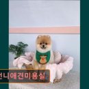 몽언니애견미용실 | 대구 반려동물비용 애견미용 강아지 고양이 몽언니애견미용실 스트레스 없는 맞춤 미용
