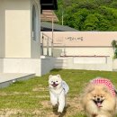 애견호텔 나무야 이미지