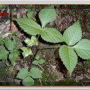 건강밥상으로 가족건강 지키자 이미지