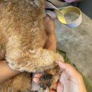 밴스동물병원 | 동탄 강아지 내장칩 등록 후기 (ft. 2025년 화성시 동물등록제 비용 지원사업/밴스동물병원)