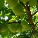 성균농장 이미지