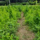 까치슈퍼 이미지