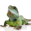 이구아나 이미지