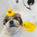 퍼피 비비드(puppy vivid) | 전주 비비드퍼피 / 전주애견미용• 송천동 애견미용 • 강아지스파