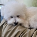 블레스펫 살롱 이미지