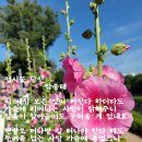 접시꽃 당신 이미지