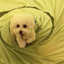 헬로멍뭉 이미지