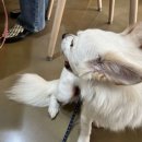 THE힘찬동물병원 이미지