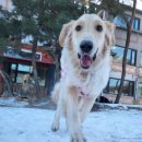 GPS 애견학교 이미지