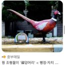 청풍호로52~58길, 배시론로 | 수안보 &amp; 제천 2박 3일 가족휴가 (수안보 삿갓촌 / 인생치킨 춘봉비어 / 제천 청풍명월)
