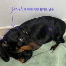 일동동물병원 | 노견 비장 종양 수술 후기