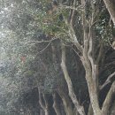 위미동백군락 이미지