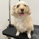 허밍독 강아지 유치원 | 부천 옥길동 강아지 유치원 독투게더 데이케어 후기 ㅣ당일 예약 위생 목욕 관리 추가