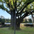 방학동 은행나무 이미지