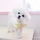 유진펫 살롱 네이버블로그