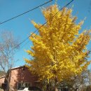 은행나무 Ginkgo biloba L. 이미지