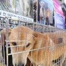 보신탕