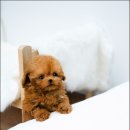 스타일독앤캣 강아지고양이 경기광주점 이미지