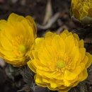 아도니스 이미지