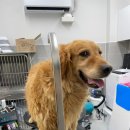 메모리펫살롱 이미지