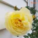 옐로위시