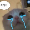 소라약국 | 일본 여행 갔다가 남자친구 코골이 때문에 어글리 코리안 될뻔한 썰..+스노킬 코골이 스프레이 후기