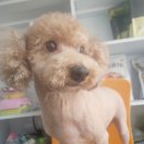 핑크퍼피 이미지