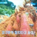 고창황토배기청정고구마연합 영농조합법인 네이버블로그