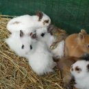 농은목장 이미지