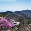 산철죽 군락지 이미지