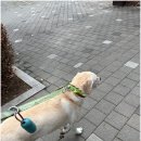 휘게 펫케어 | 워킹맘의 든든한 지원군, 영통 휘게펫케어 이용 후기