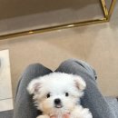 청담펫츠 이미지