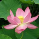 여름이네 이미지