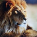 뻐꾸기PC 이미지