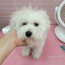 더예쁘개 댕댕샵 이미지